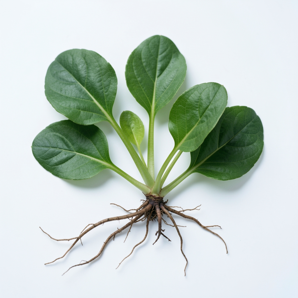 Makrofotografia botaniczna – zielone liście i korzenie roślinne na białym tle laboratoryjnym, naturalne zimne oświetlenie